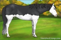 Horse Color:Black Splash 