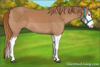 Horse Color:Chestnut Splash 