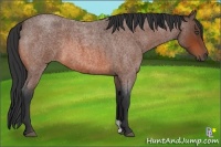 Horse Color:Bay Roan 