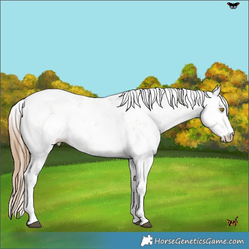 Horse Color:Brown Pearl Dun Sabino Rabicano 