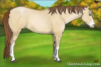 Horse Color:Bay Pearl Dun Sabino Rabicano 