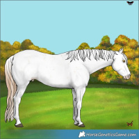 Horse Color:Brown Pearl Dun Sabino Rabicano 