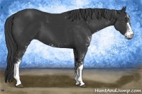 Horse Color:Black Sabino