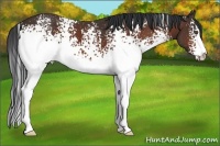 Horse Color:White Spotted Bay Sabino
