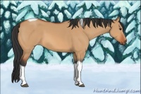 Horse Color:Unknown 