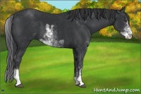 Horse Color:Black Sabino