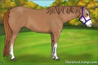 Horse Color:Chestnut Sabino 