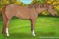 Horse Color:Unknown 