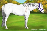 Horse Color:Bay Sabino 