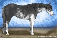 Horse Color:Black Sabino 