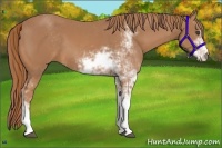 Horse Color:Chestnut Sabino