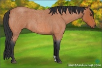 Horse Color:Bay Roan 