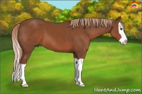 Horse Color:Chestnut Splash 