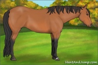 Horse Color:Bay 