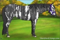 Horse Color:Black Sabino  Brindle