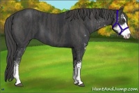 Horse Color:Black Sabino Brindle