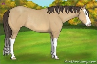 Horse Color:Unknown 