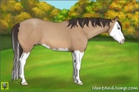 Horse Color:Amber Champagne Splash 