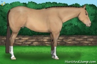 Horse Color:Amber Champagne 
