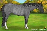 Horse Color:Smoky Blue Roan Rabicano 