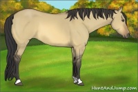 Horse Color:Buckskin Dun 