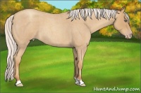 Horse Color:Silver Classic Champagne Roan 