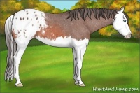 Horse Color:Bay Roan Splash Appaloosa