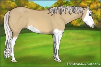 Horse Color:Silver Bay Dun Splash
