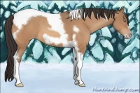 Horse Color:Amber Champagne Tobiano Frame 