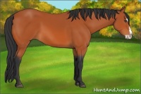 Horse Color:Bay Sabino Splash Frame 