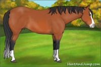 Horse Color:Bay Splash 