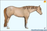 Horse Color:Chestnut Pearl