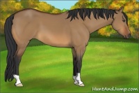Horse Color:Bay Dun