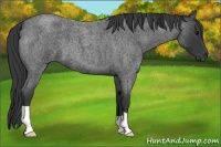 Horse Color:Blue Roan