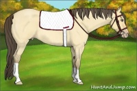 Horse Color:Amber Cream Champagne Roan Dun 