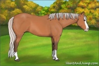 Horse Color:Silver Bay Splash 