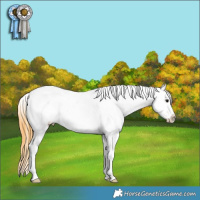 Horse Color:Buckskin Tobiano Varnish 