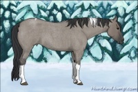 Horse Color:Grullo Roan Tobiano