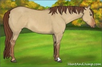 Horse Color:Red Dun 