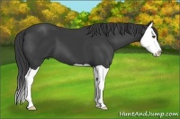 Horse Color:Smoky Black Splash