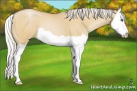 Horse Color:Silver Bay Pearl Dun Splash 