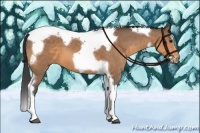 Horse Color:Buckskin Splash Tobiano Frame