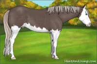 Horse Color:Silver Blue Roan Splash