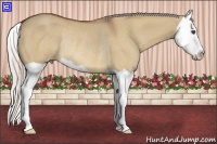Horse Color:Silver Bay Dun Splash Rabicano 