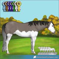 Horse Color:Gray Grullo Splash