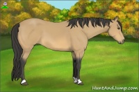 Horse Color:Buckskin 