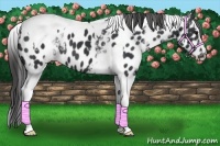 Horse Color:White Spotted Black Tobiano Leopard