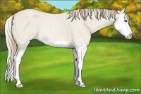Horse Color:Smoky Creme Roan Dun Splash Rabicano 