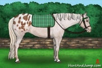 Horse Color:Chestnut Appaloosa