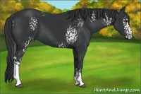 Horse Color:White Spotted Black 